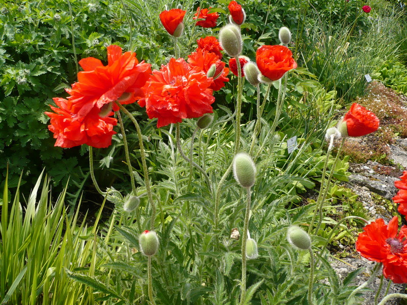 Papaver orientale dobrada