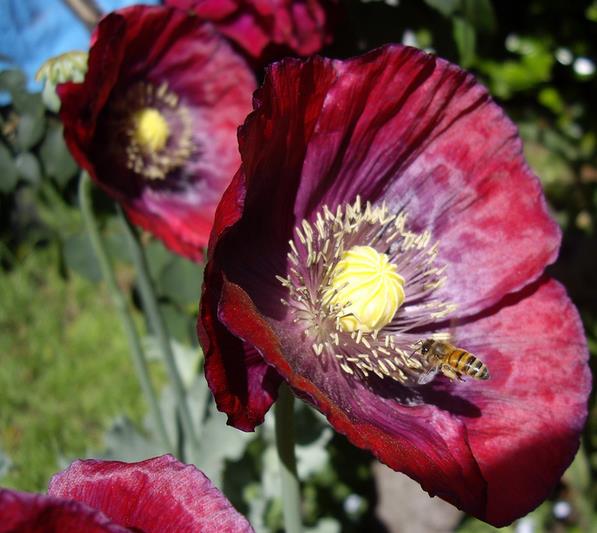 (Papaver somniferum)