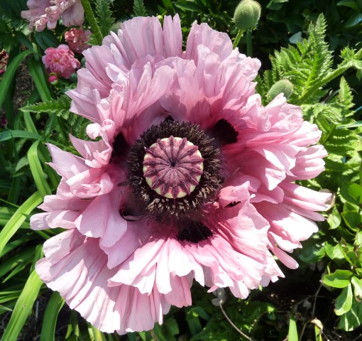 Papaver_orientale_'Ruffled_Party'