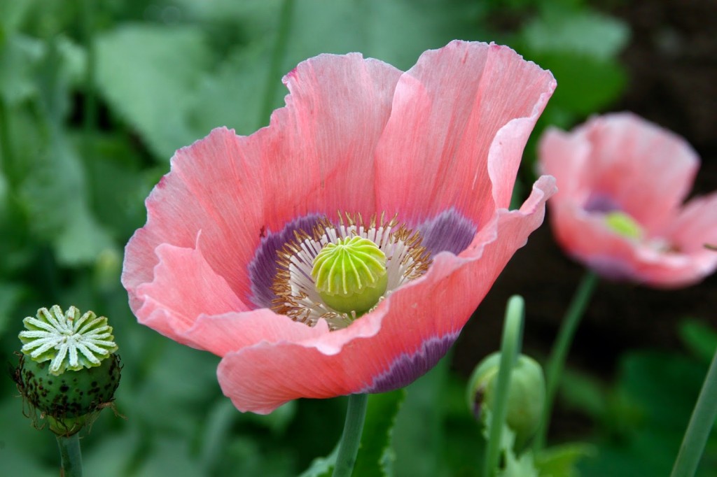 Papaver_somniferum