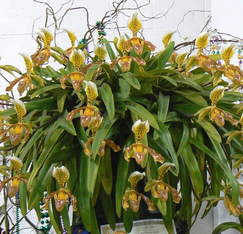 Paphhiopedilum