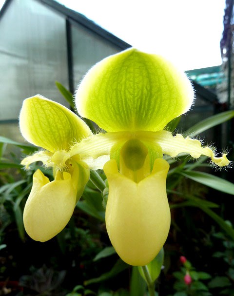 Paphiopedilum-2