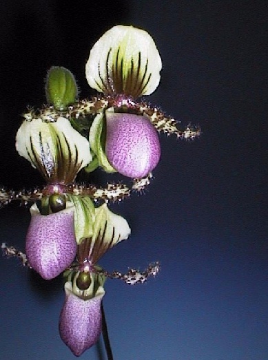 Paphiopedilum Chamberleinianam Latifolianum