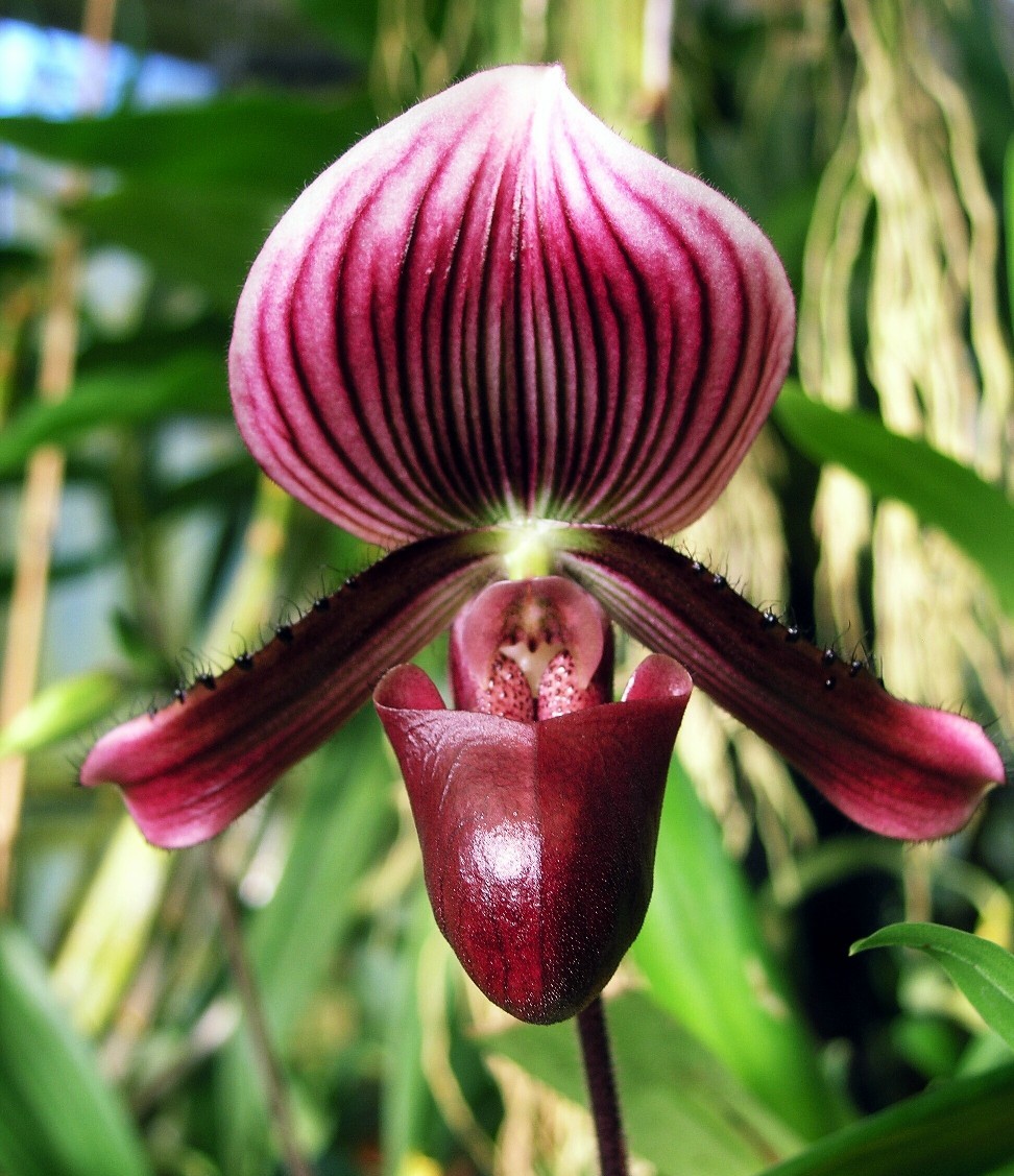 Paphiopedilum callosum