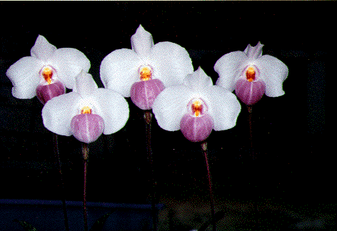 Paphiopedilum delenatii