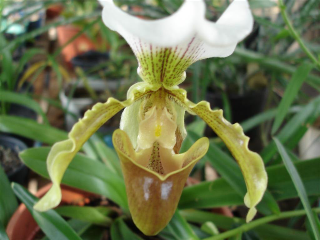 Paphiopedilum insigne_1