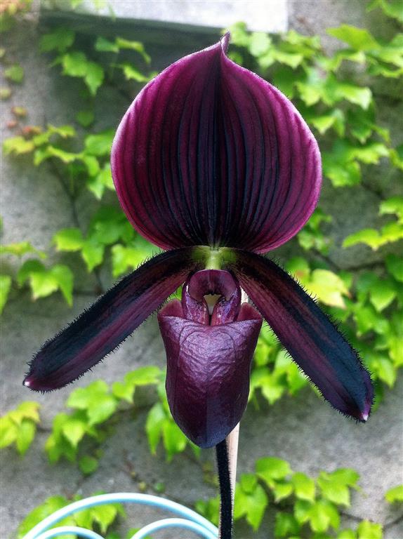 Paphiopedilum maudiae "Darkness"