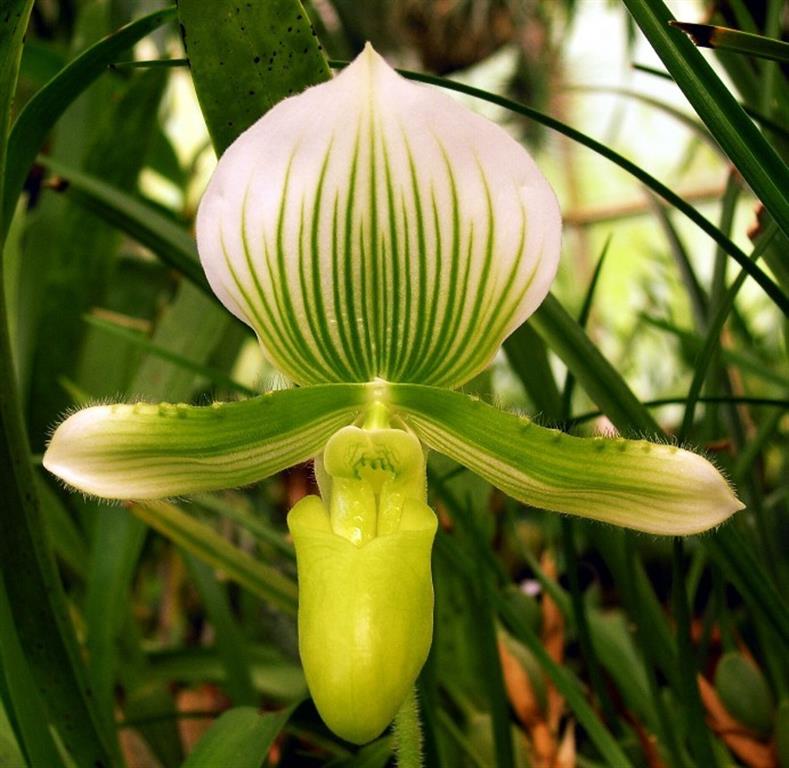 Paphiopedilum maudiae