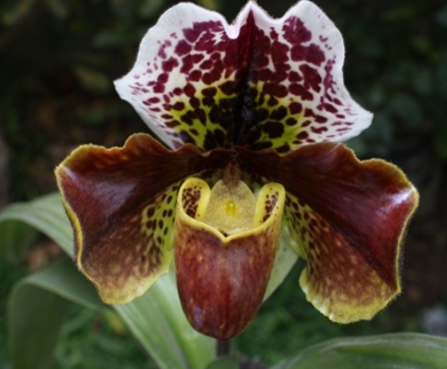 Paphiopedilum - peruvian