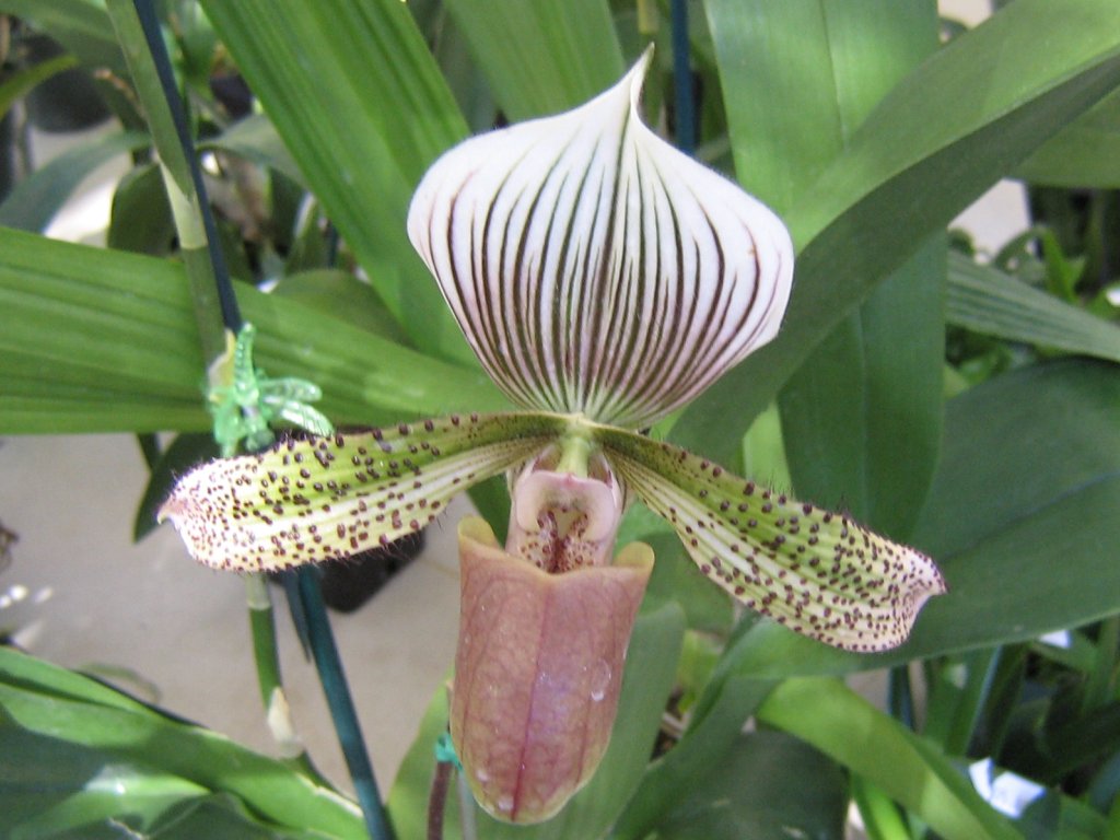 Paphiopedilum