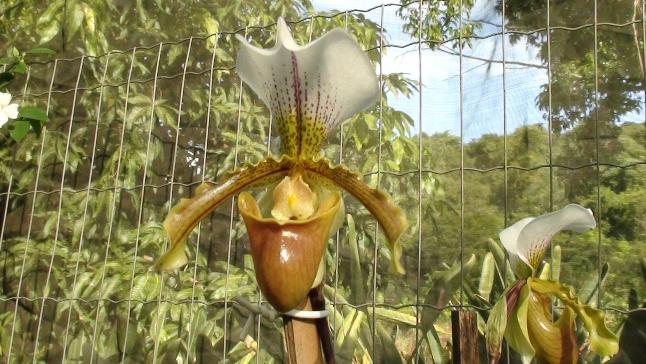 Paphiopedilum