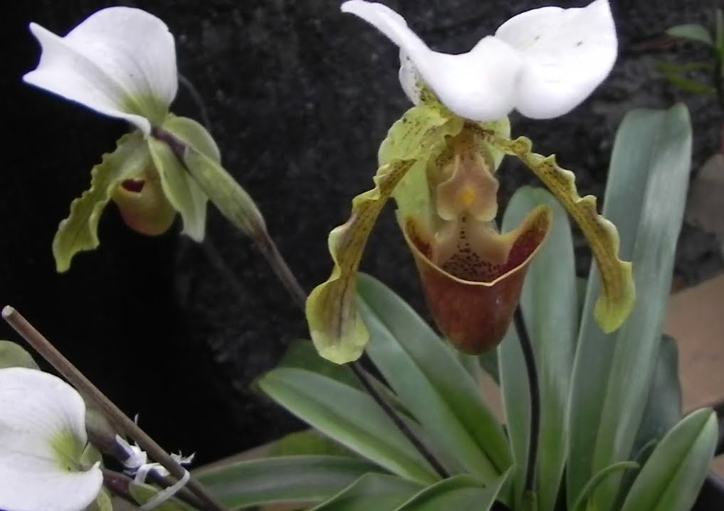 Paphiopedilum