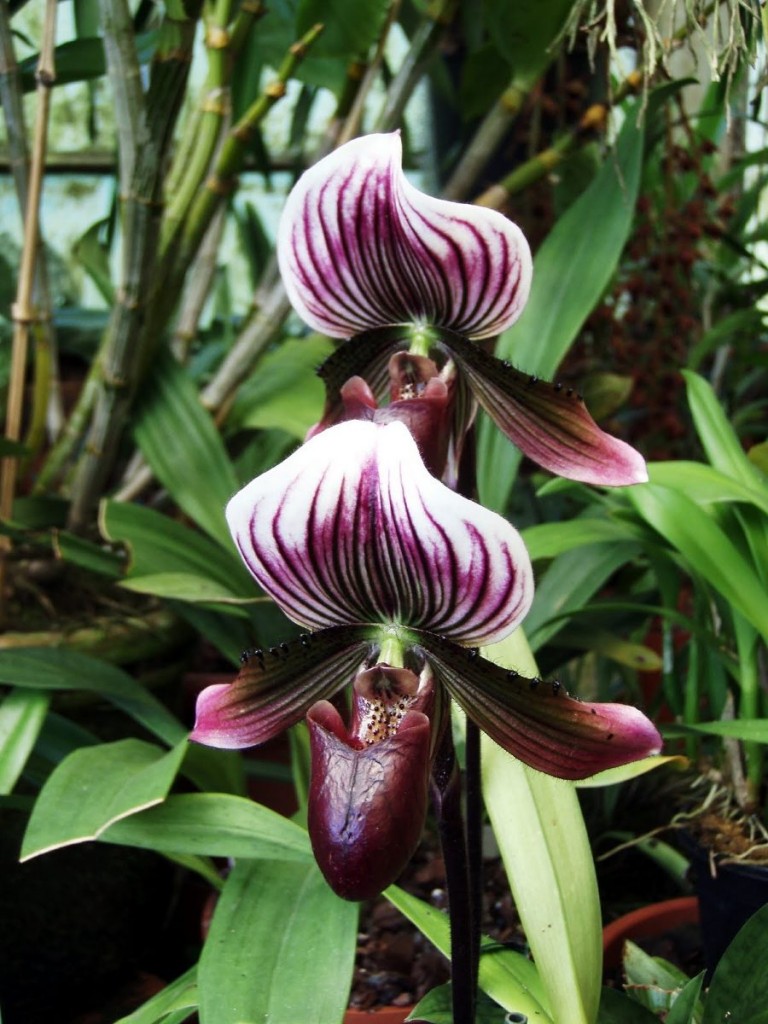 Paphiopedilum