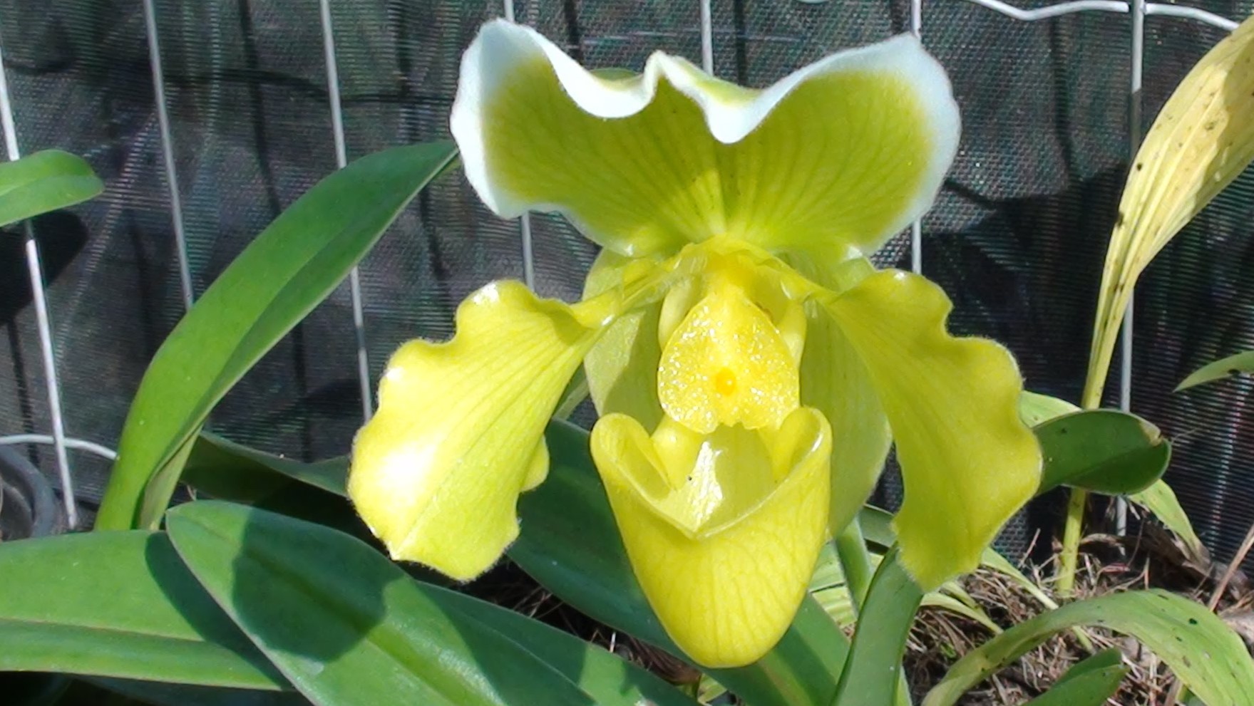 Paphiopedilum