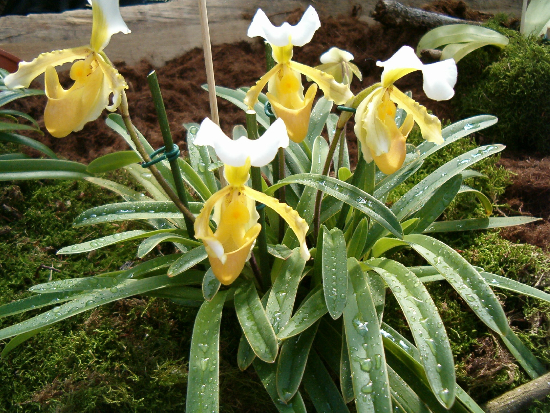 Paphiopedilum_Orchi