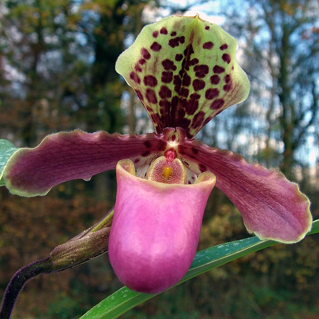 Paphiopedilum_henryanum1