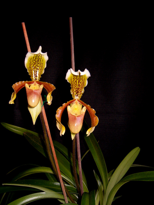 Paphiopedilum_insigne