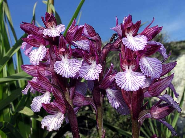 Papilionacea heroica.