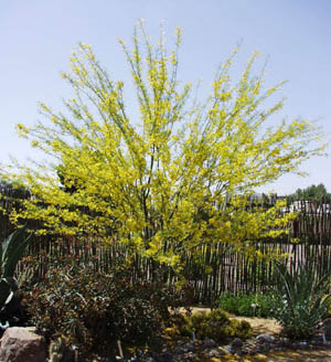 Parkinsonia_aculeata