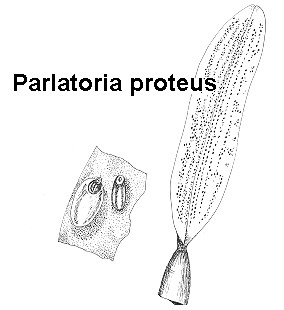 Parlatoria proteus
