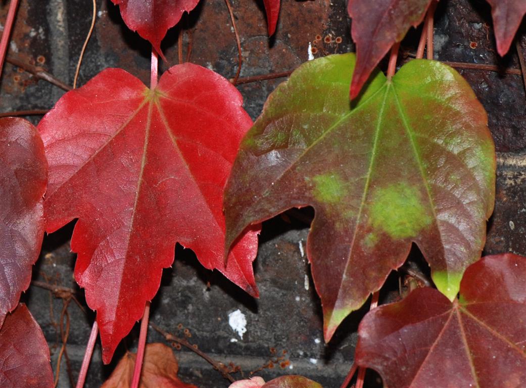 Parthenocissustricuspidata 