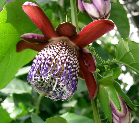 Passiflora alata curtis1