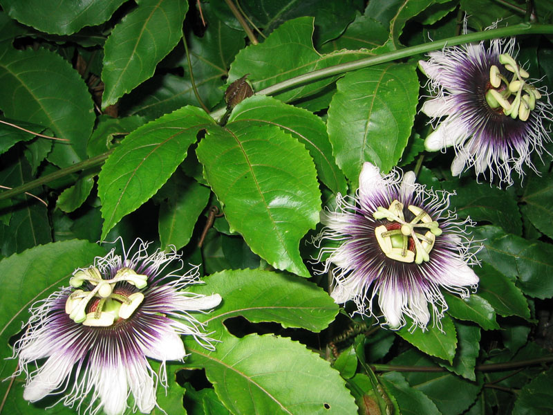 Passiflora edulis