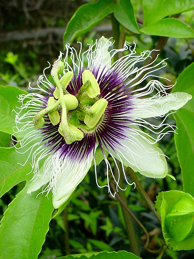 Passiflora_edulis