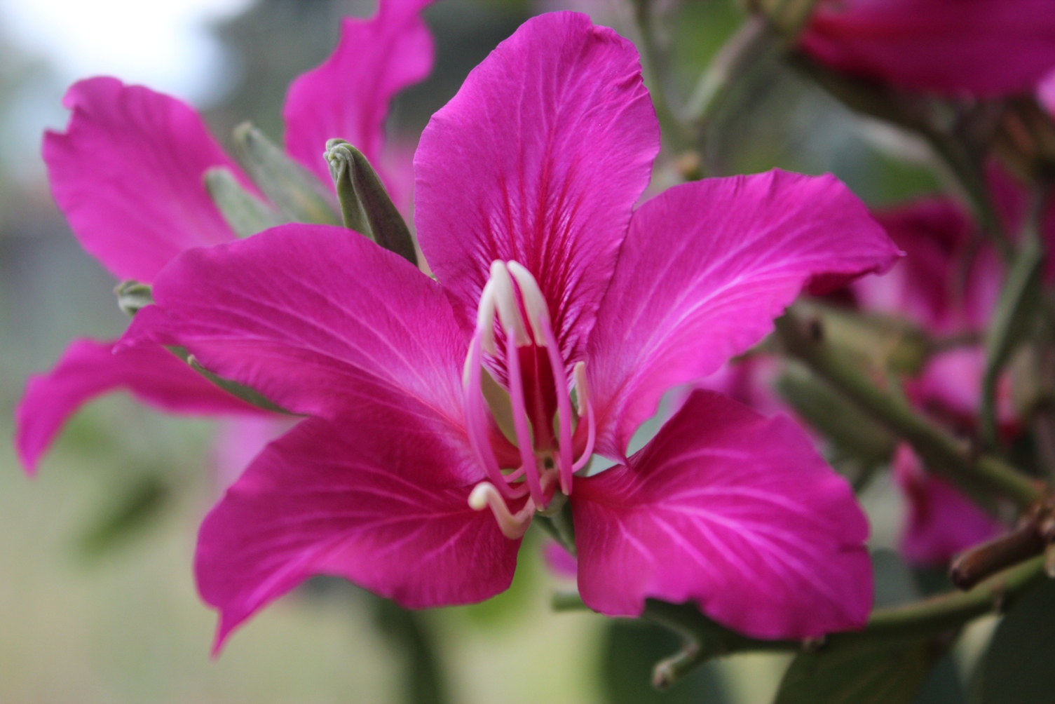 Pata de Vaca (Bauhinia forticata)