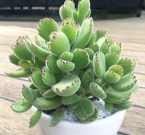 Pata-de-urso - Cotyledon Tomentosa