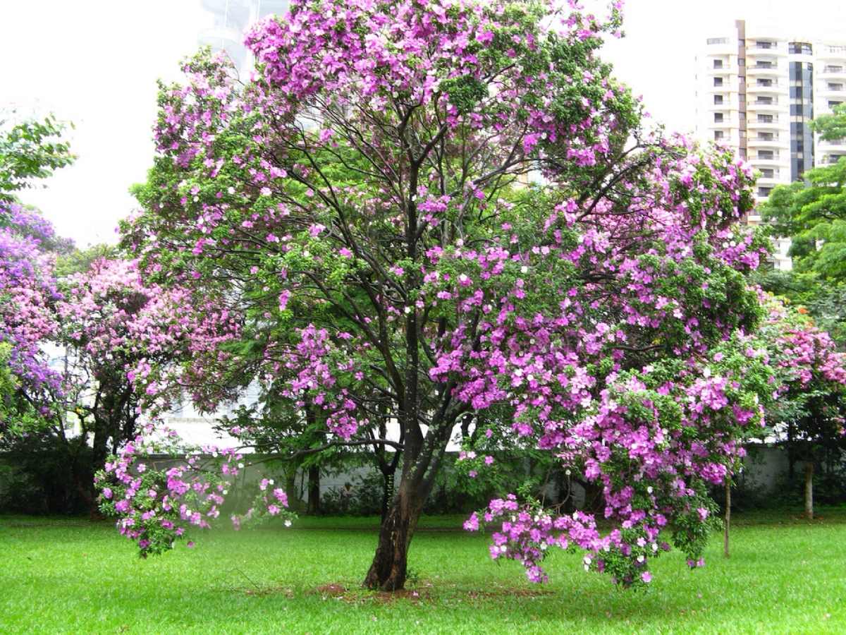 Pata-de-vaca (Acacia-bauhinia)