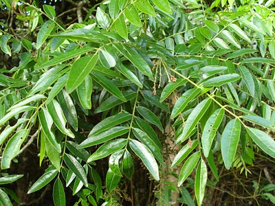 Pau-amargo (picramnia parvifolia)