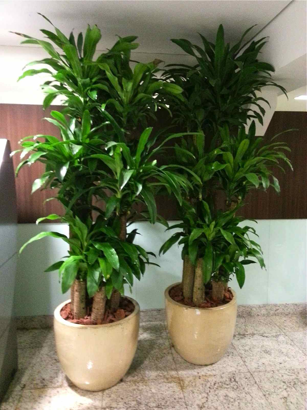 Pau d'água - Dracaena fragrans