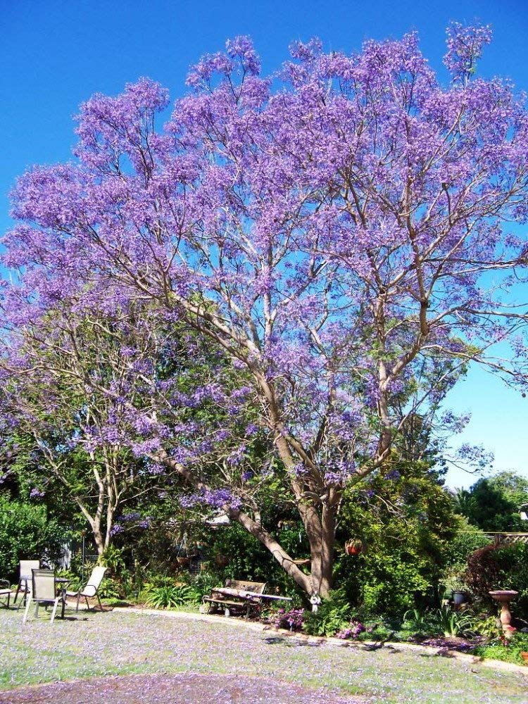 Paulownia elongata-1