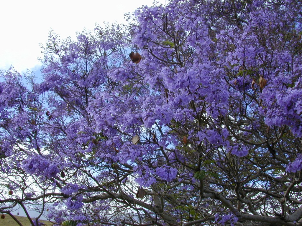 Paulownia elongata