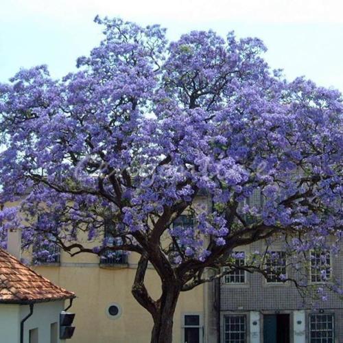 Paulownia tomentosa