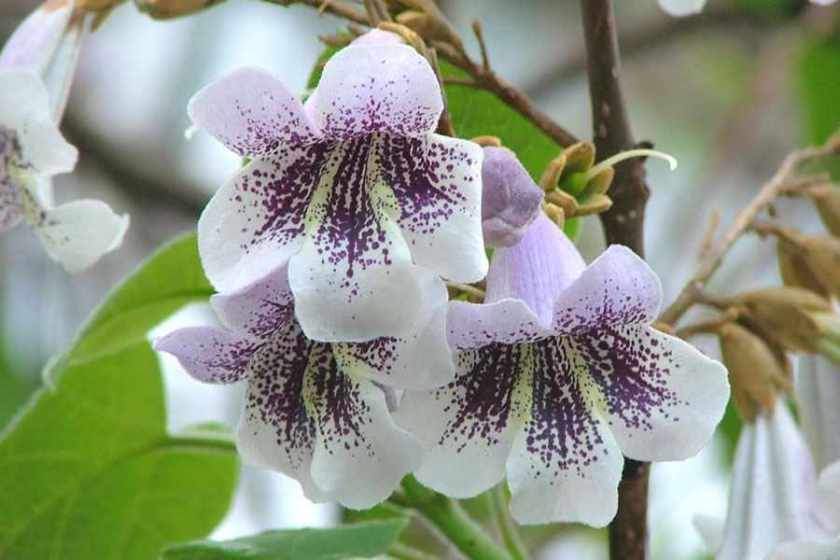 Paulownia-tomentosa