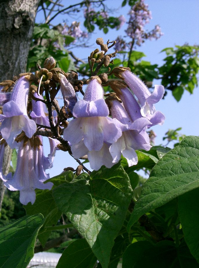 Paulownia_tomentosa2