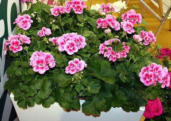 Pelargonium-