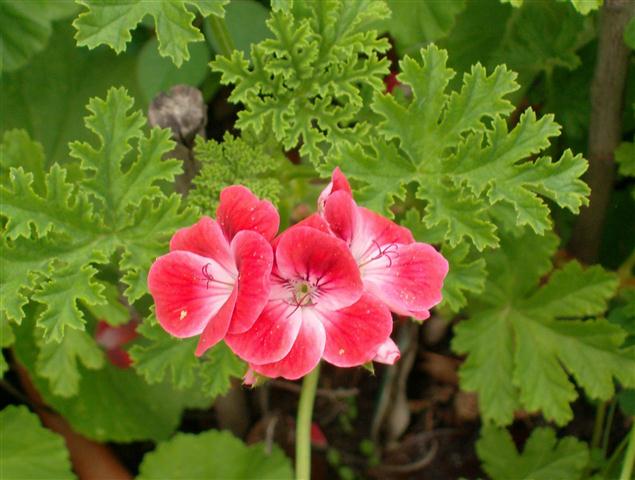 Pelargonium citrosum-gerânio cheiroso