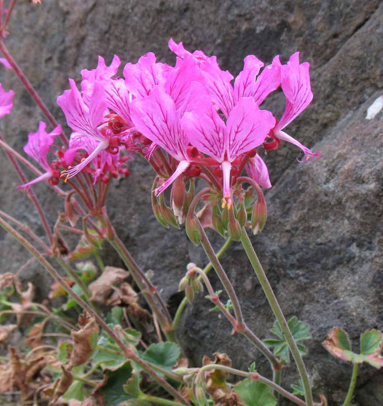 Pelargonium endlicherianum