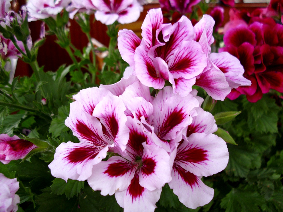 Pelargonium grandiflorum