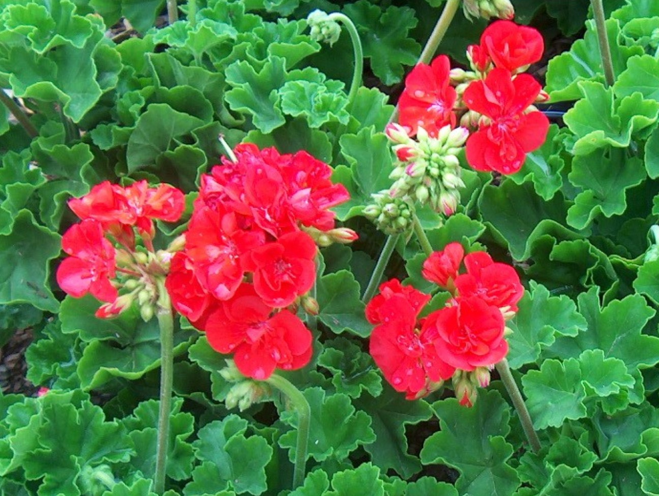 Pelargonium hortorum