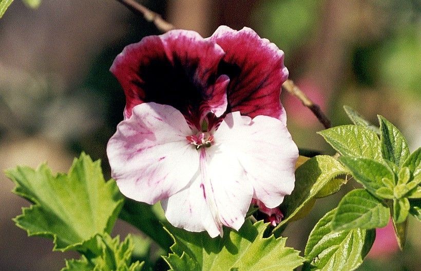 Pelargonium x domesticum