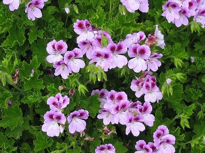 Pelargonium x domesticum