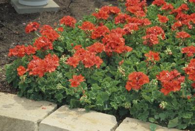 Pelargonium x hortorum