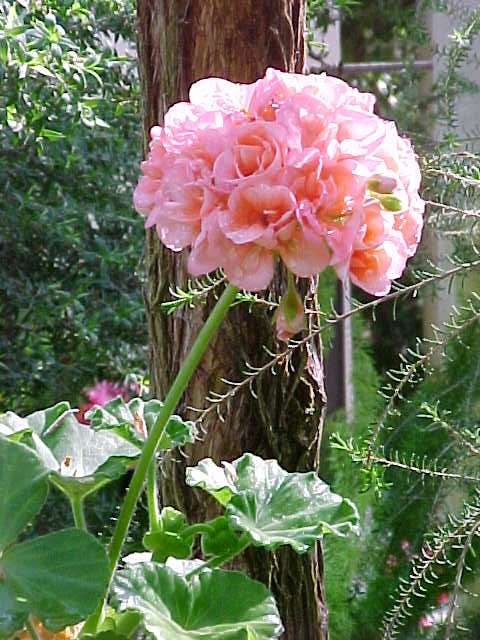 Pelargonium x hortorum