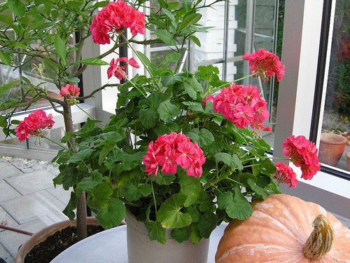 Pelargonium-zonale1