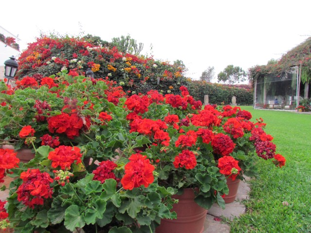 PelargoniumHortorum