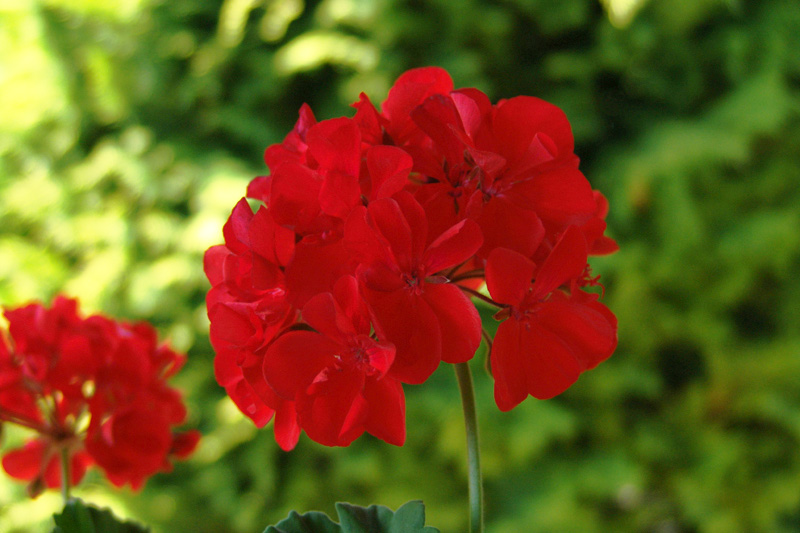 Pelargonium